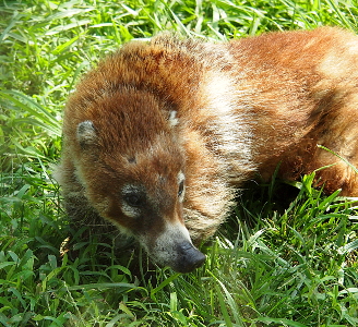 [The head and upper body of a furry animal which is the size of a small dog. It has very short ears and a long snout which has a white section in between the black nostril area and the rest of the face. The animal is light brown and tan.]